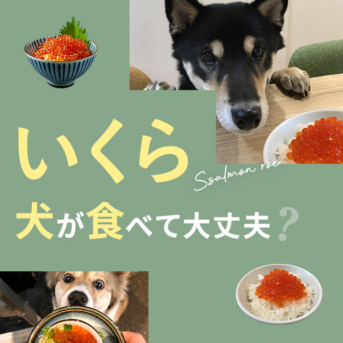 犬はいくら（イクラ）を食べても大丈夫？｜犬にいくら（イクラ）は与えていい？食べてはいけない？