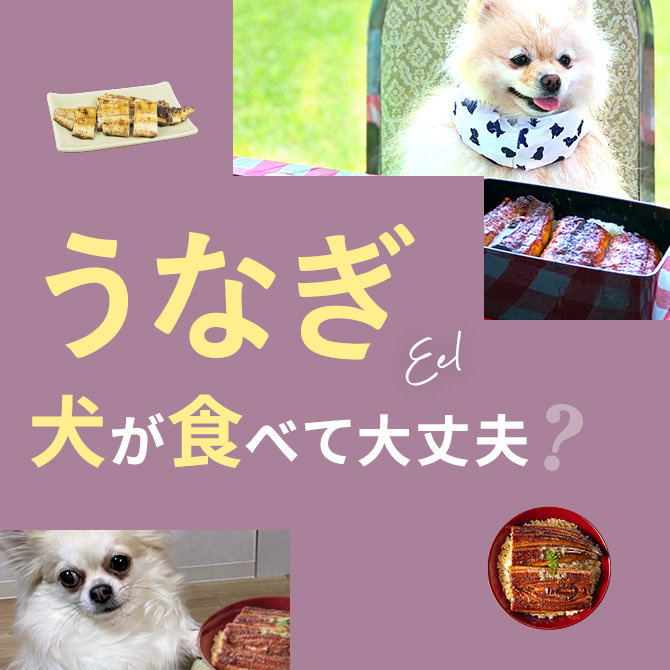 犬はうなぎ（ウナギ）を食べても大丈夫？｜犬にうなぎ（ウナギ）は与えていい？食べてはいけない？