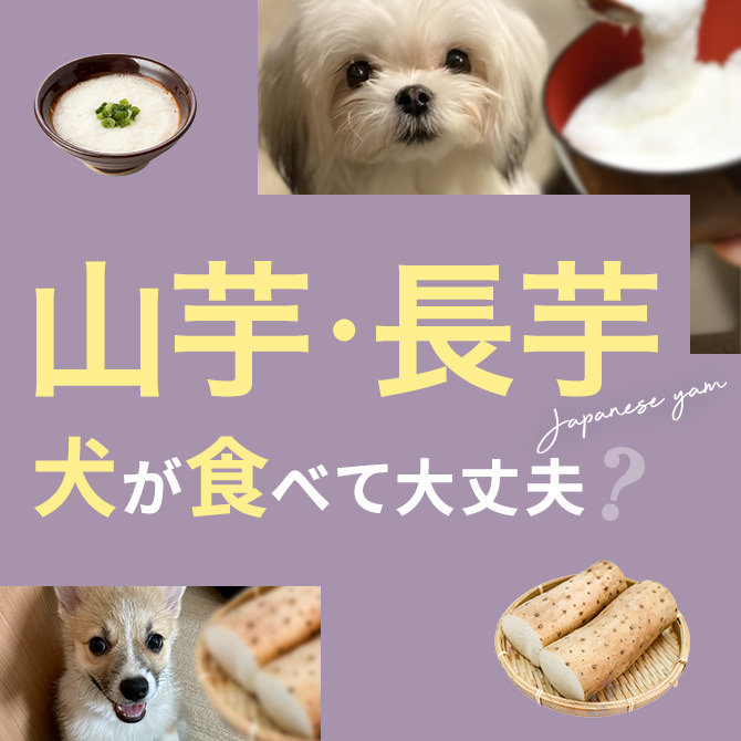犬は山芋（とろろ）＆長芋を食べても大丈夫？｜犬に山芋・長芋は与えていい？食べてはいけない？