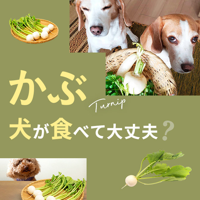 犬はかぶ（蕪）を食べても大丈夫？｜犬にかぶ（蕪）は与えていい？食べてはいけない？