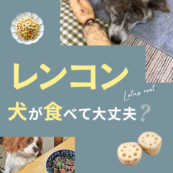 犬はれんこん（蓮根）を食べても大丈夫？｜犬にれんこん（蓮根）は与えていい？食べてはいけない？