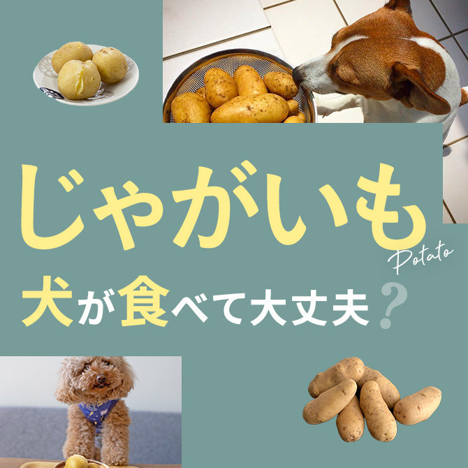 犬はじゃがいも（ジャガイモ）を食べても大丈夫？｜犬にじゃがいも（ジャガイモ）は与えていい？食べてはいけない？