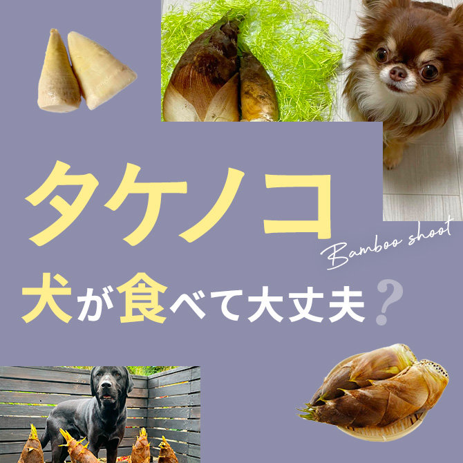 犬は筍（たけのこ・タケノコ）を食べても大丈夫？｜犬に筍（たけのこ・タケノコ）は与えていい？食べてはいけない？