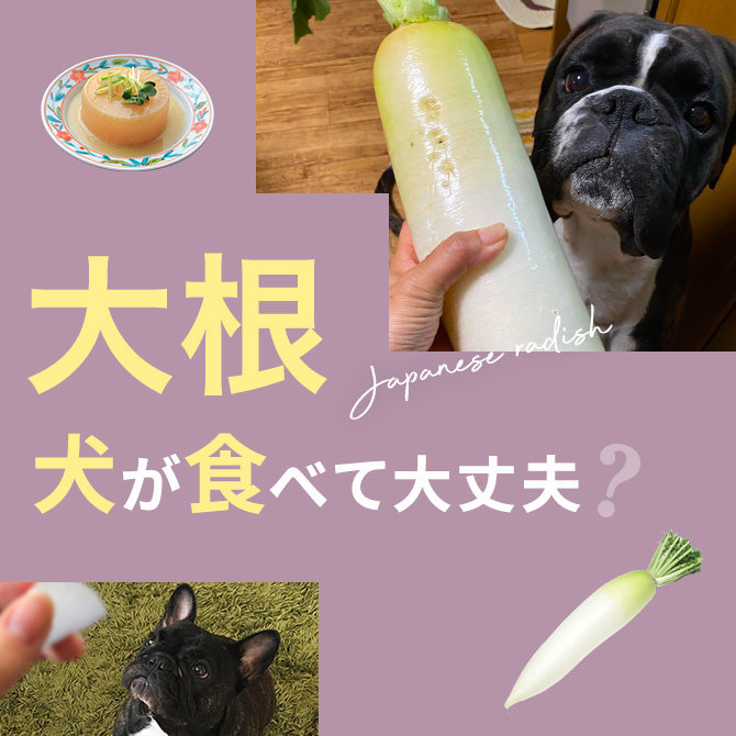 犬は大根（だいこん）を食べても大丈夫？｜犬に大根（だいこん）は与えていい？食べてはいけない？
