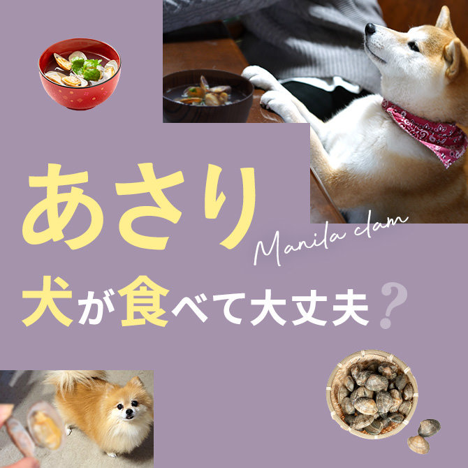 犬はあさり（アサリ）を食べても大丈夫？｜犬にあさり（アサリ）は与えていい？食べてはいけない？