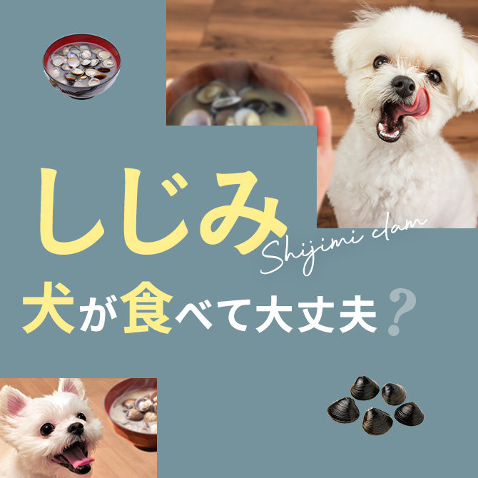 犬はしじみ（シジミ）を食べても大丈夫？｜犬にしじみ（シジミ）は与えていい？食べてはいけない？