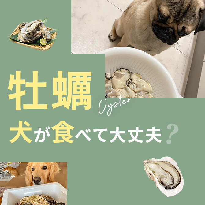 犬は牡蠣を食べても大丈夫？｜犬に牡蠣は与えていい？食べてはいけない？