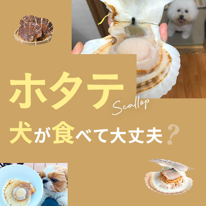 犬はホタテ（ほたて）を食べても大丈夫？｜犬にホタテ（ほたて）は与えていい？食べてはいけない？