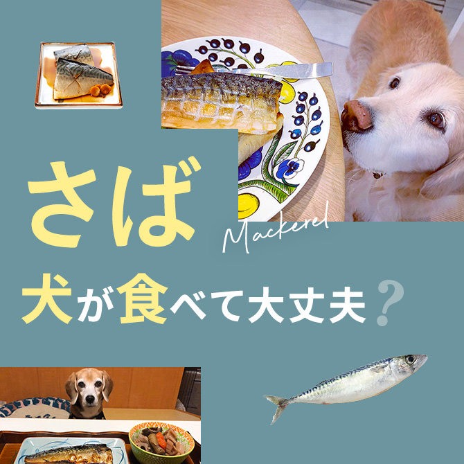犬はさば(鯖）・鯖の缶詰を食べても大丈夫？｜犬にさば(鯖）・鯖の缶詰は与えていい？食べてはいけない？