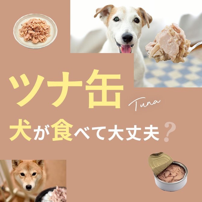 犬はシーチキン®・ツナ缶を食べても大丈夫？｜犬にシーチキン®・ツナ缶は与えていい？食べてはいけない？