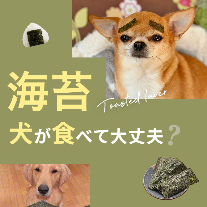 犬は海苔を食べても大丈夫？｜犬に海苔は与えていい？食べてはいけない？