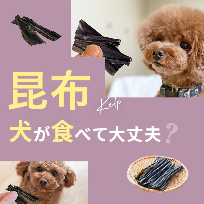 犬はこんぶ（昆布）を食べても大丈夫？｜犬にこんぶ（昆布）は与えていい？食べてはいけない？