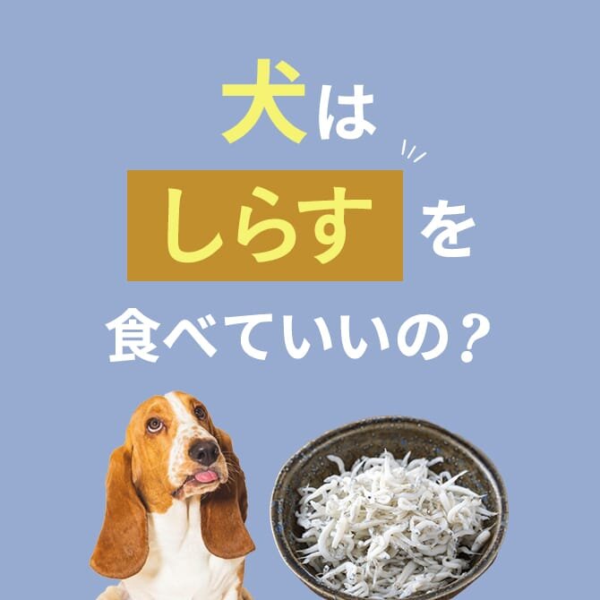 犬はしらすを食べても大丈夫？与え方と注意点