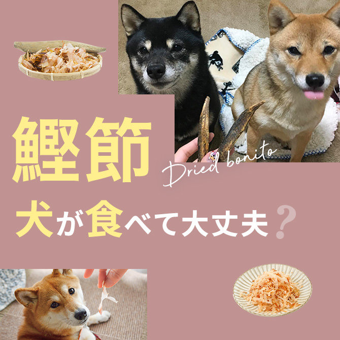 犬はかつおぶし（鰹節）を食べても大丈夫？｜犬にかつおぶし（鰹節）は与えていい？食べてはいけない？