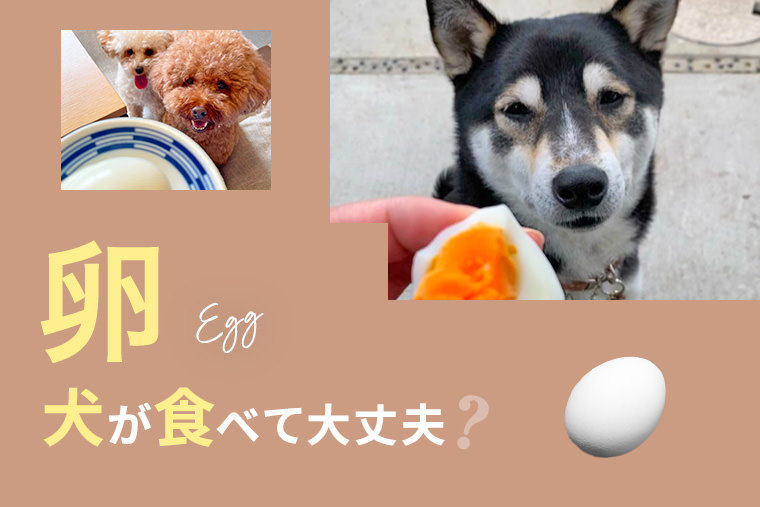 犬は卵を食べても大丈夫？｜犬に卵は与えていい？食べてはいけない？