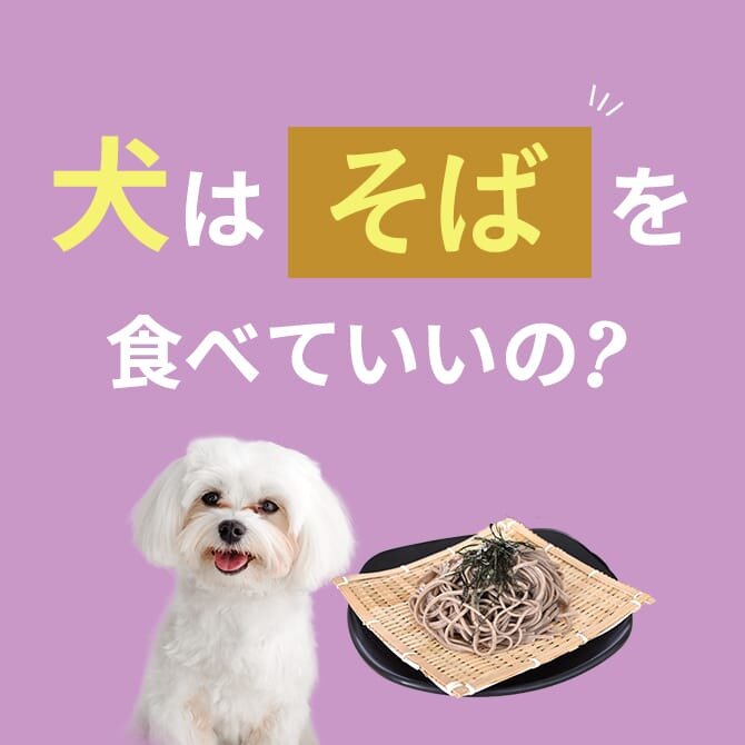 【犬は蕎麦を食べても大丈夫】量や与え方などを詳しく解説