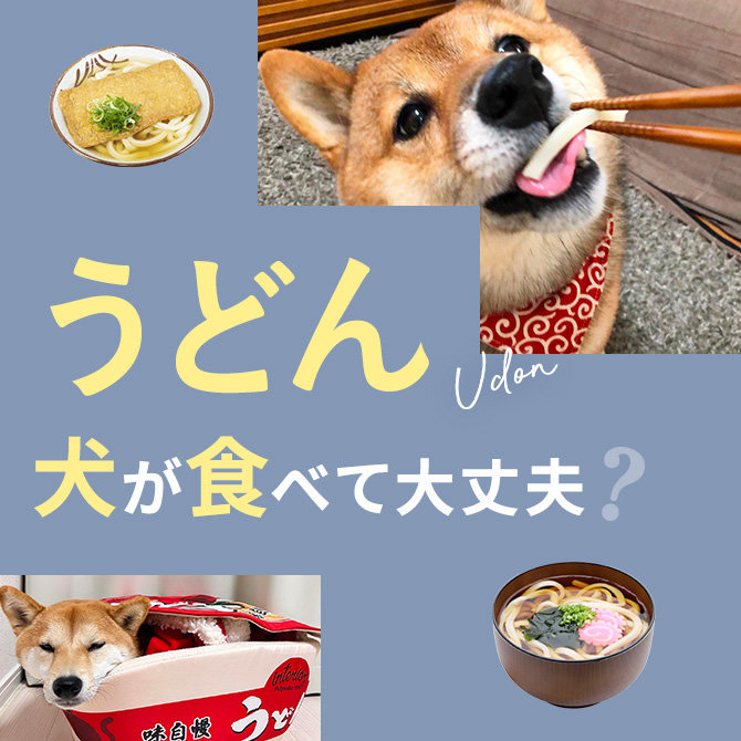 犬はうどんを食べても大丈夫？｜犬にうどんは与えていい？食べてはいけない？