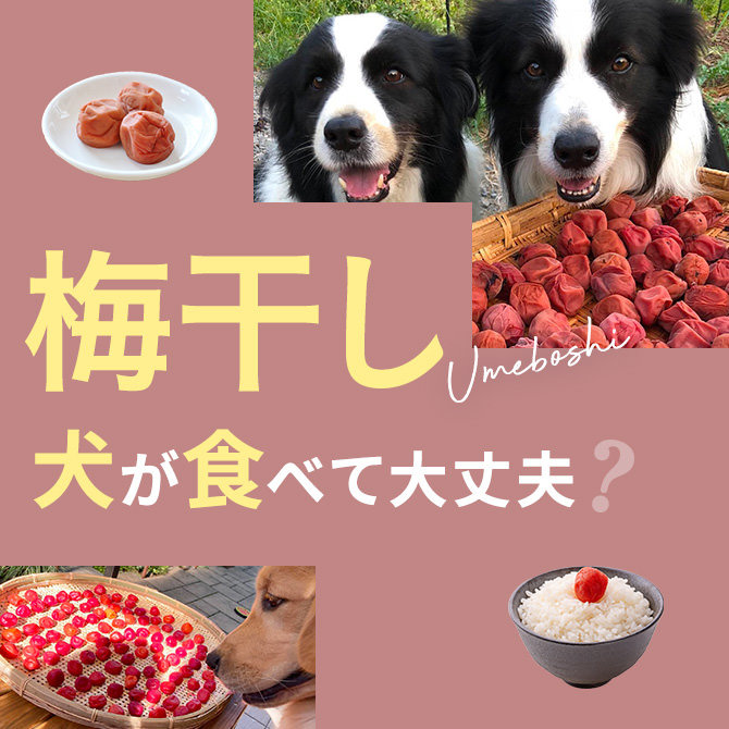 犬は梅干しを食べても大丈夫？｜犬に梅干しは与えていい？食べてはいけない？