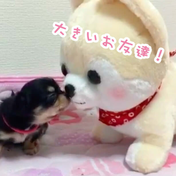 んんん？？チワワの子犬✨にできた新しい友達は🐶！？