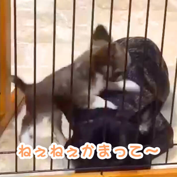 あきらめないチワワちゃん😋とネムネムなフレンチブル😪のほんわかtime😊