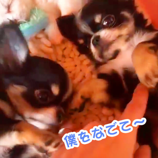 「ママの手✋大好き〜💓」兄弟甘えっこ合戦スタート🤣