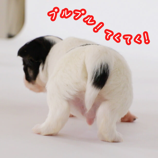 😍😍😍😍見ているだけで、幸せになれるプルプルをどうぞ❗️