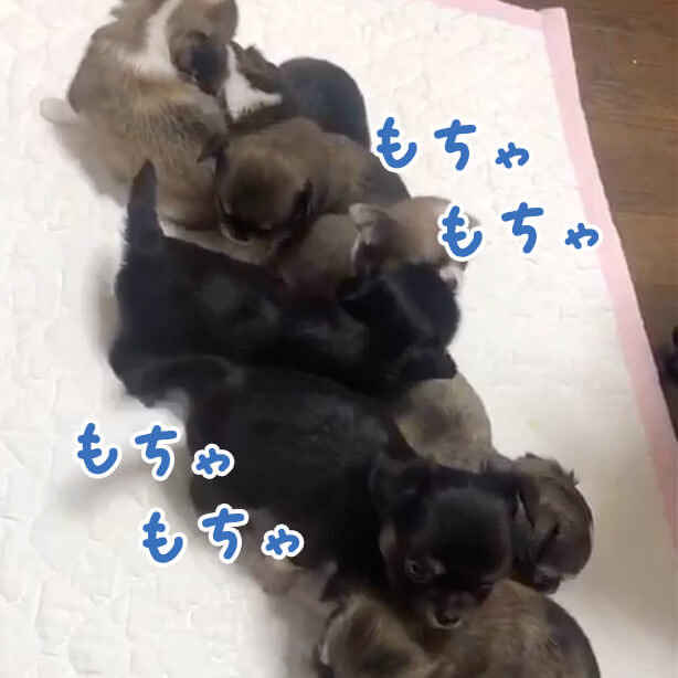 チワワパピーのもちもちお団子🍡をご覧ください🤩