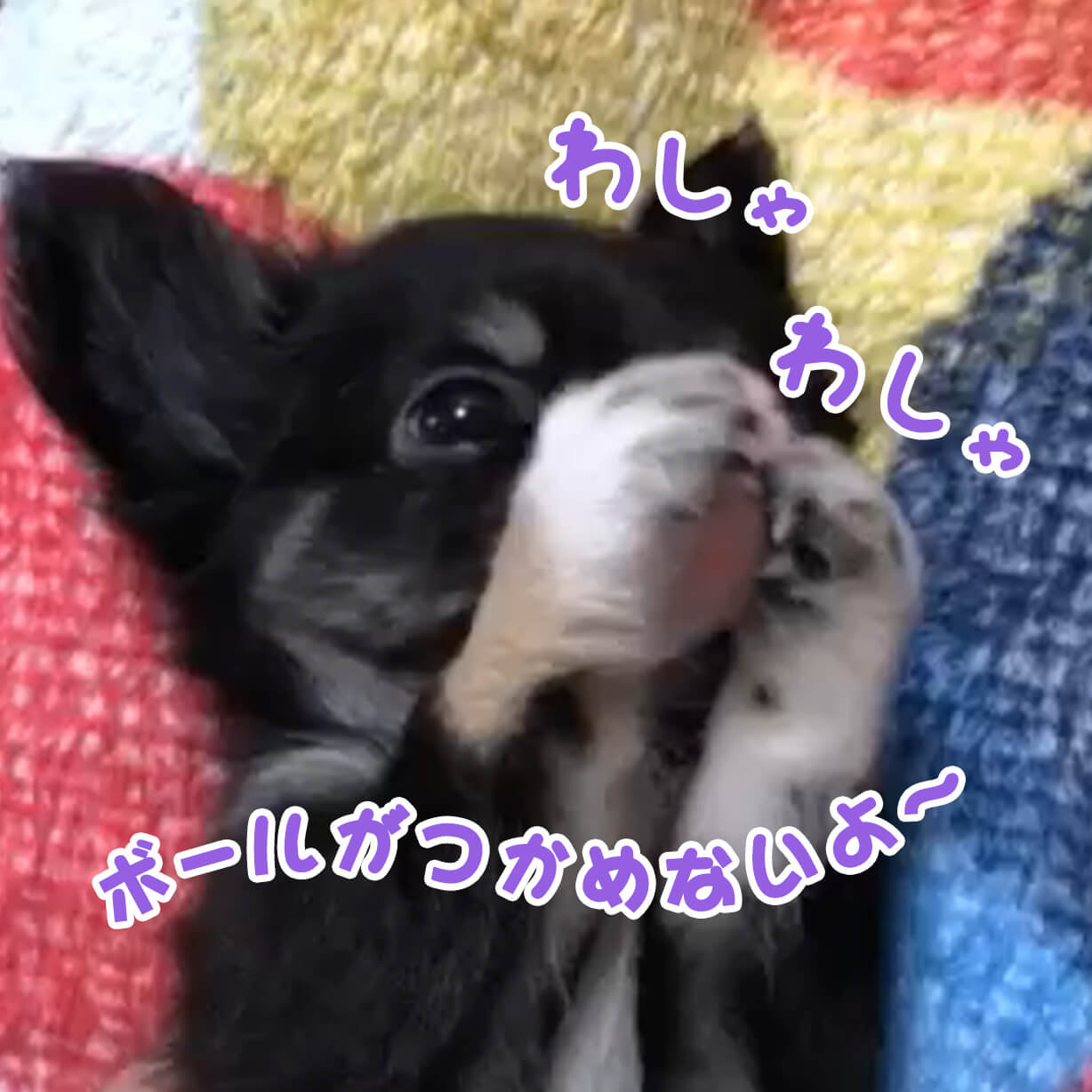 つかめそうで、つかめない〜😣無限ループにハマるチワワたん🤣