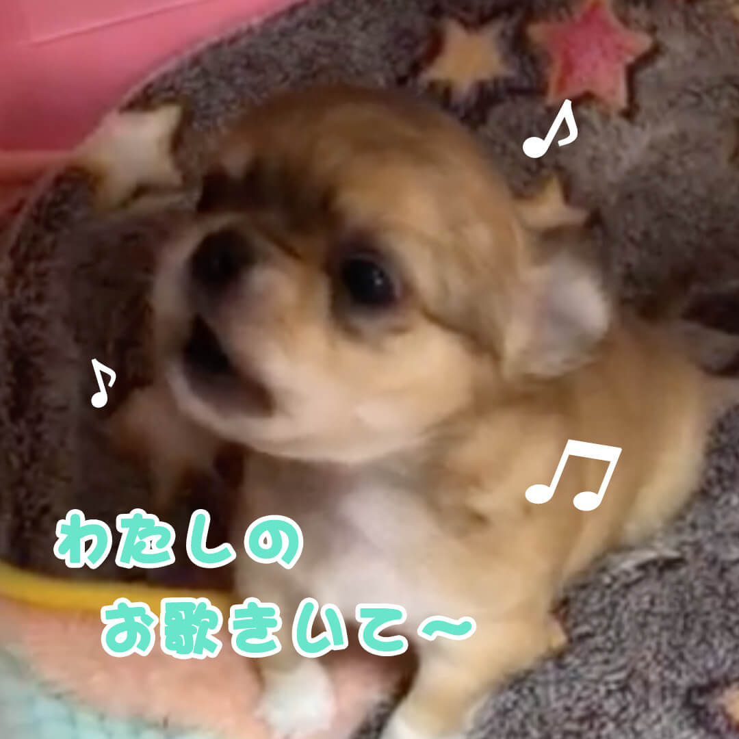 チワワ子犬’sの美声対決🙈美声はどっち☺耳福ですー