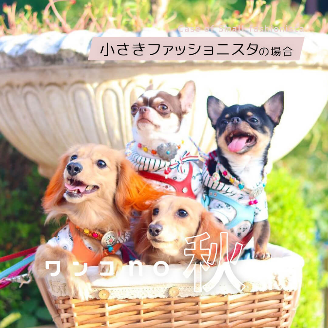 ファッショニスタのワンコレ【小さき者たち編】