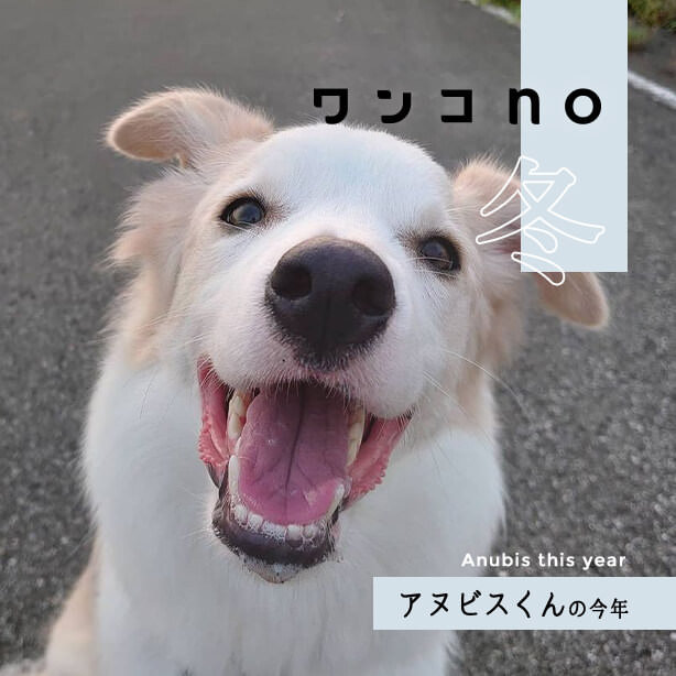 何ができるようになった？アヌビスくんの振り返り2020