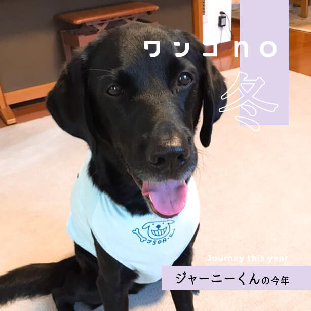 セラピー犬ジャーニーくんの振り返り2020