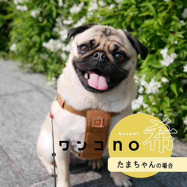 パグのたまちゃんが、2021年に期待することとは？ワンコno希第一弾