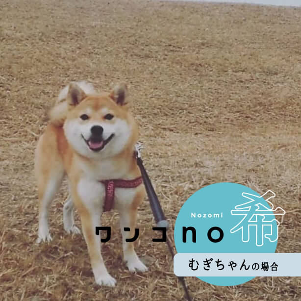 お散歩は冒険！柴犬むぎちゃんの2021no希望