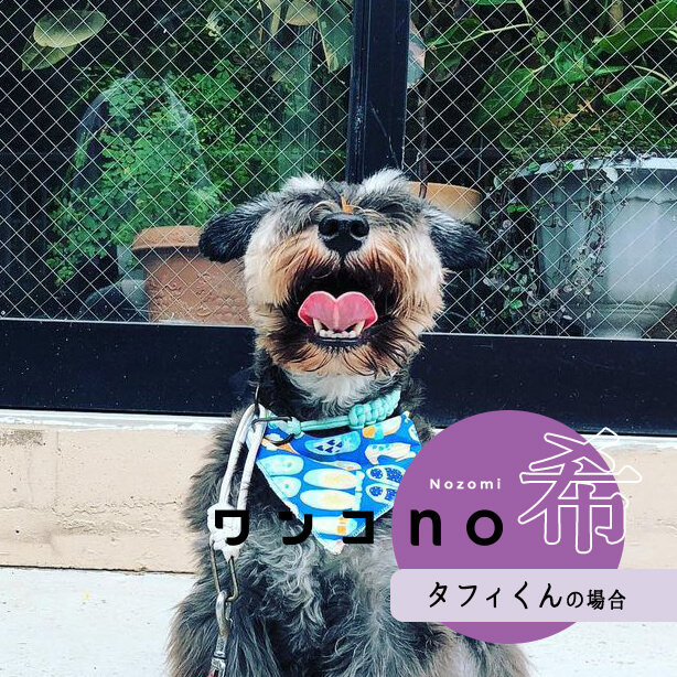 一緒にいればいつだって最高！タフィくんの2021no希望