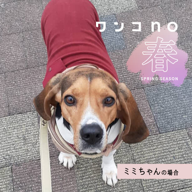 なんだかいつもよりポカポカ、あったかい。ミミちゃんの春