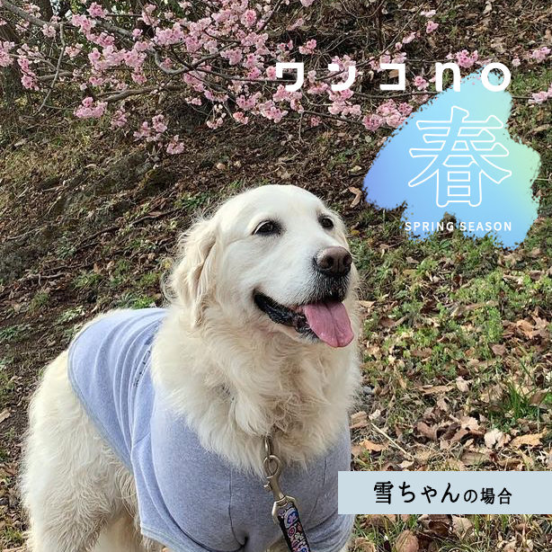 雪ちゃんが届けてくれた伊豆の春。心踊ります