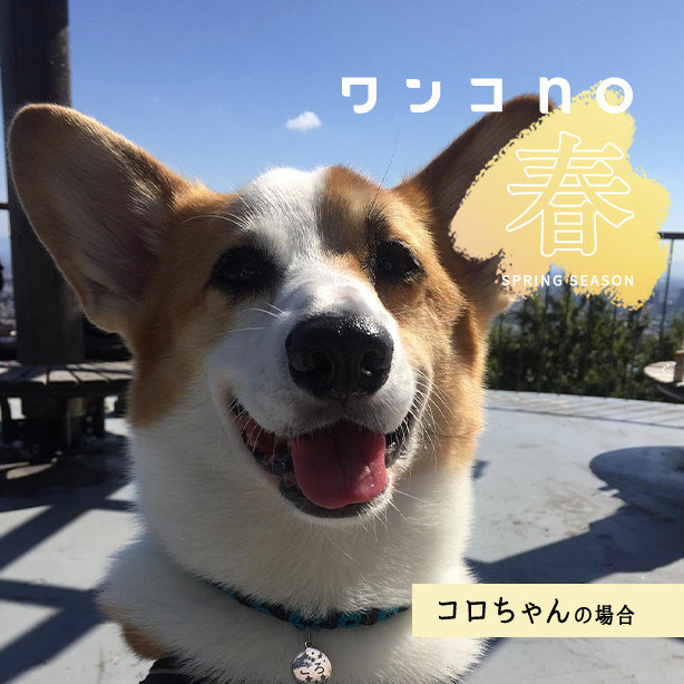 コロちゃんの春の約束。桜で繋がる絆のお話