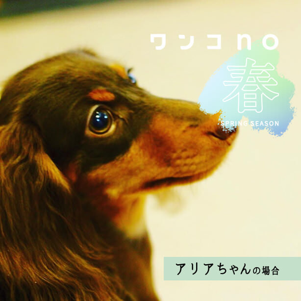 毎日がワクワクの連続、春にときめくアリアちゃんの春