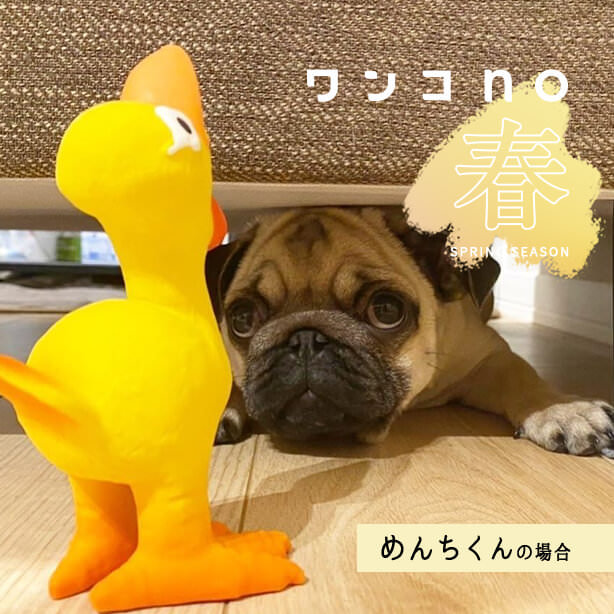 この春、パグのめんちくんがはまっていることとは？