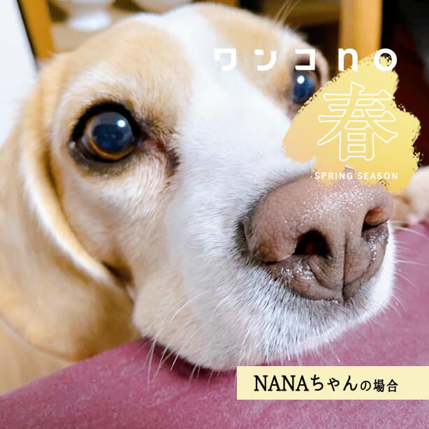 花より華やかなNANAちゃんの春