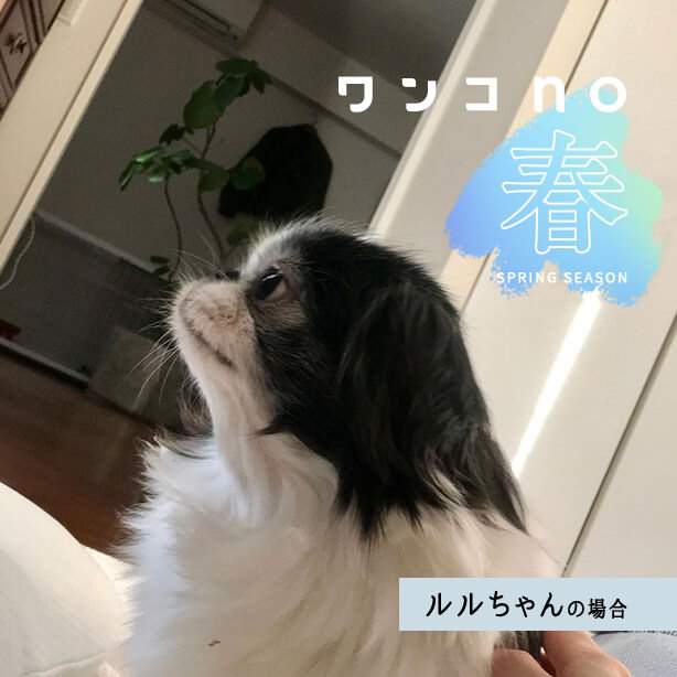 表情の変化が微笑ましい、保護犬のルルちゃん。心にも春が来た