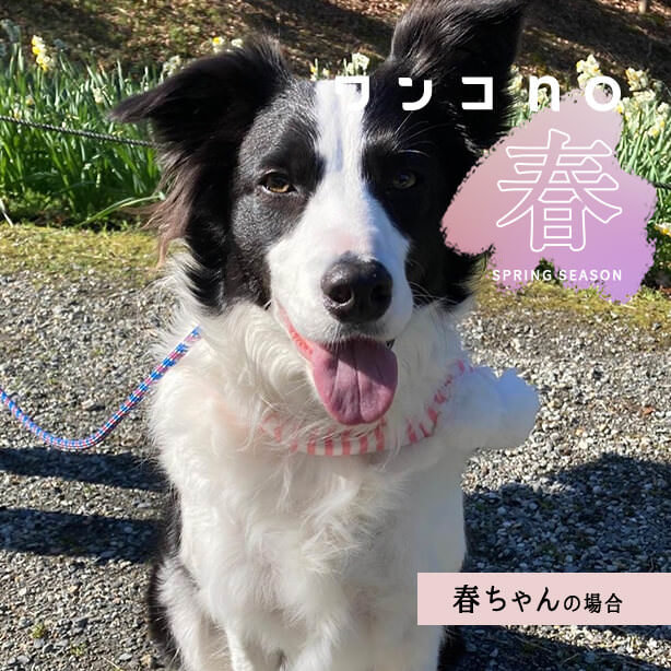 名前の通り「春」を誰よりも楽しむ春ちゃんの日常