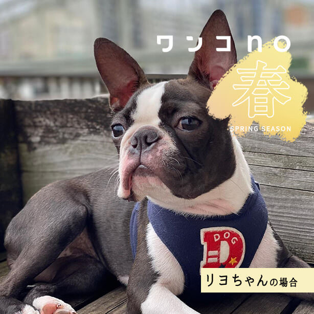 リヨちゃんのお気に入りの春の過ごし方は？