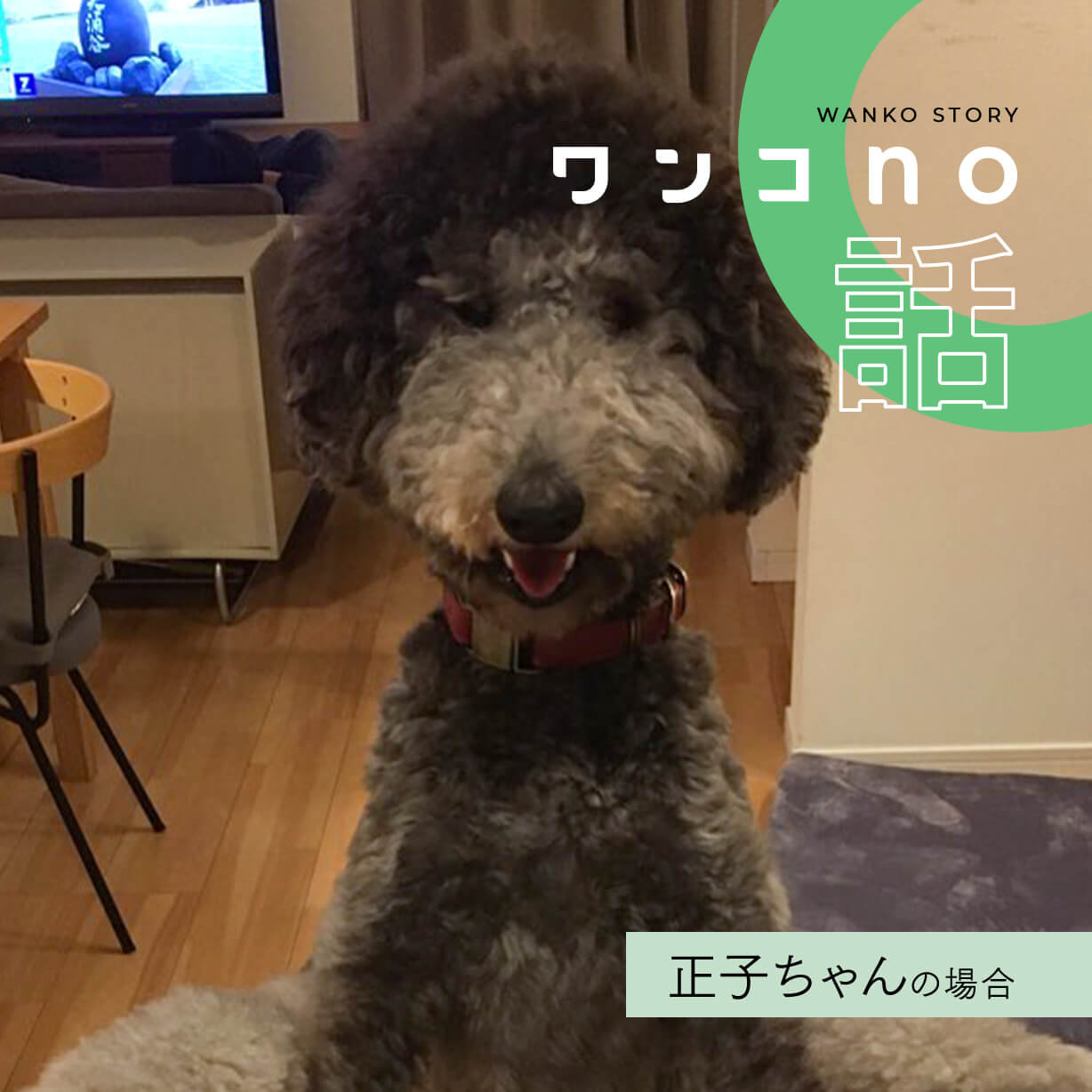 正子ちゃんから見える世界いつも優しさと新しさに満ちています