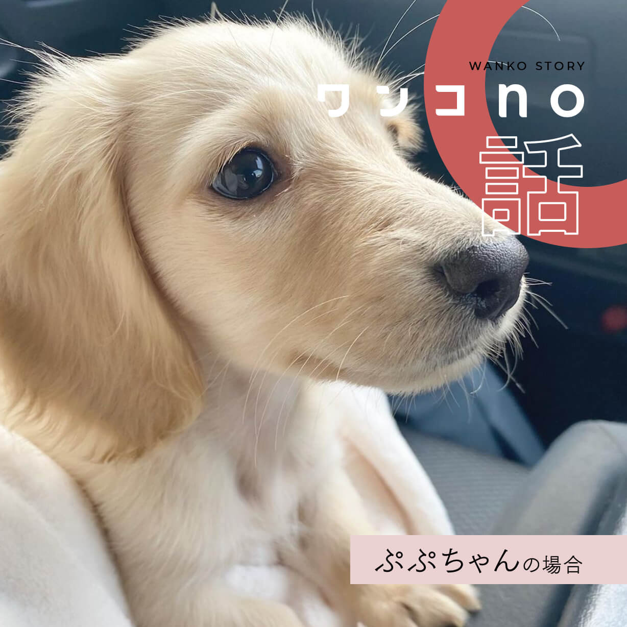 ハッピーイエローが似合うぷぷちゃんのお話
