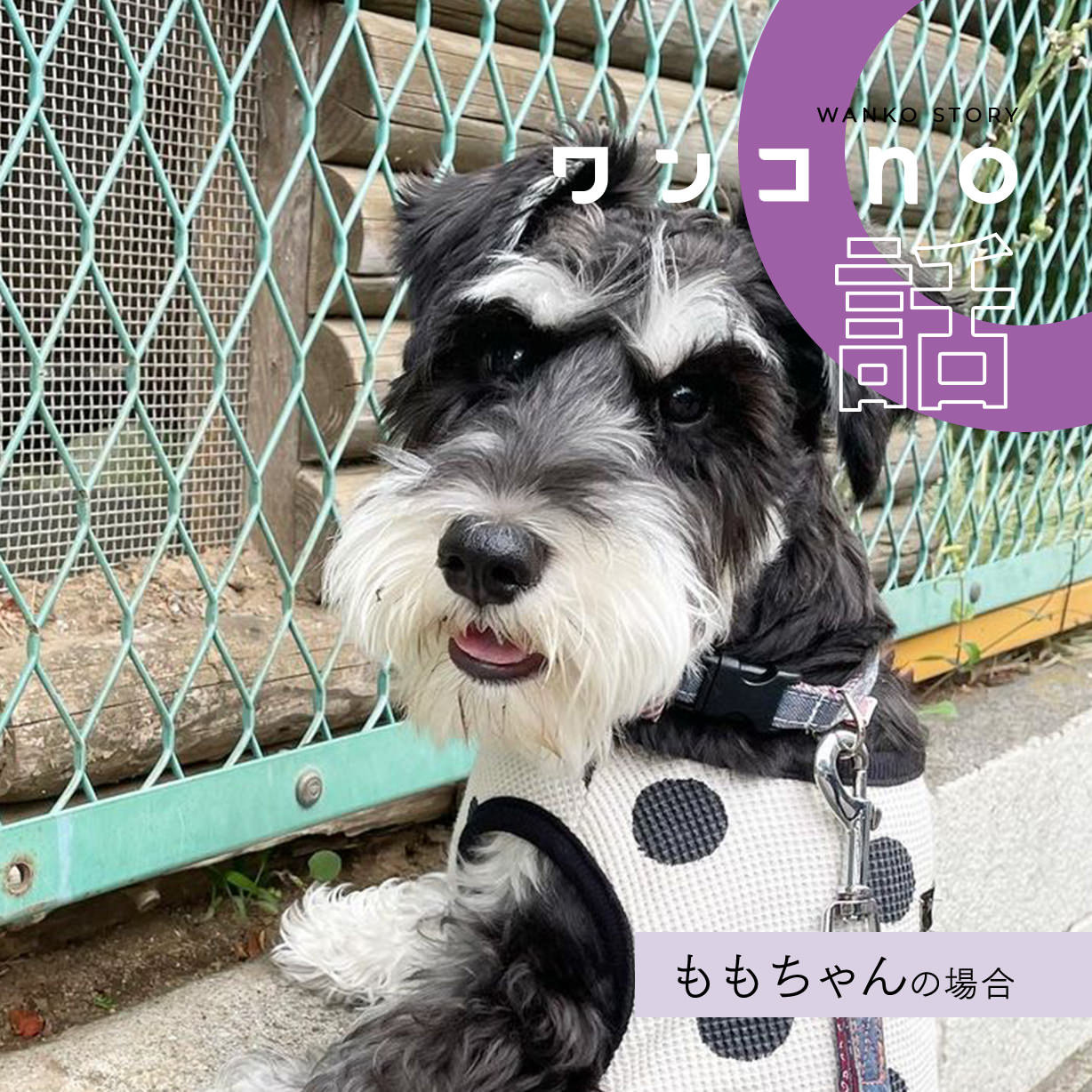 ももちゃんのカラフルな散歩道