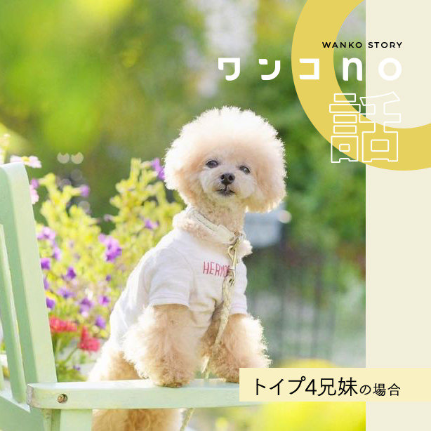 トイプー4兄妹のファッショナブルサマー