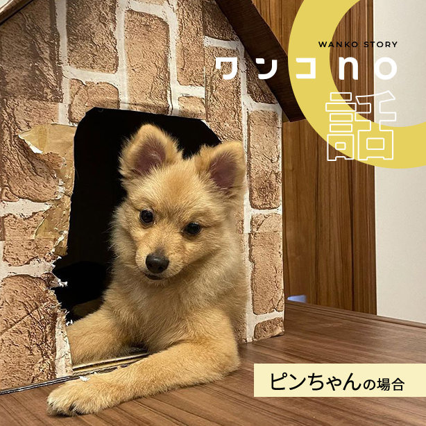 ポメラニアン、ピンちゃんただいま成長中