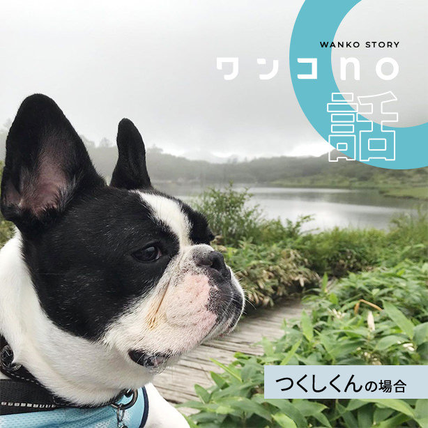 たくさんのファングッズで応援されるつくし君